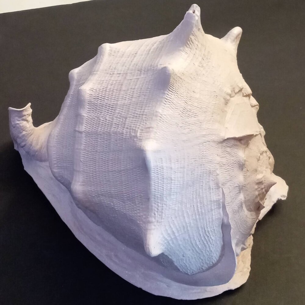 Huge CASSIS CORNUTA Horned Queen Helmet Conch Sea Shell painted blush pink 8x10"